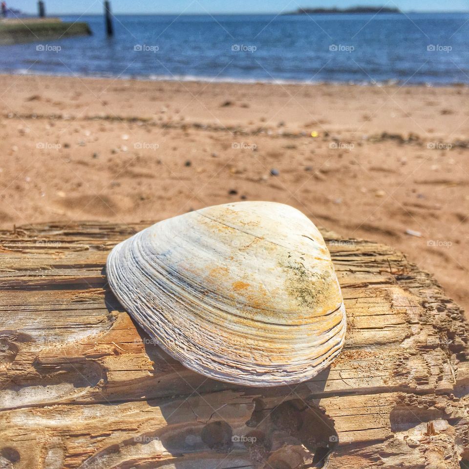 Seashell in Staten Island