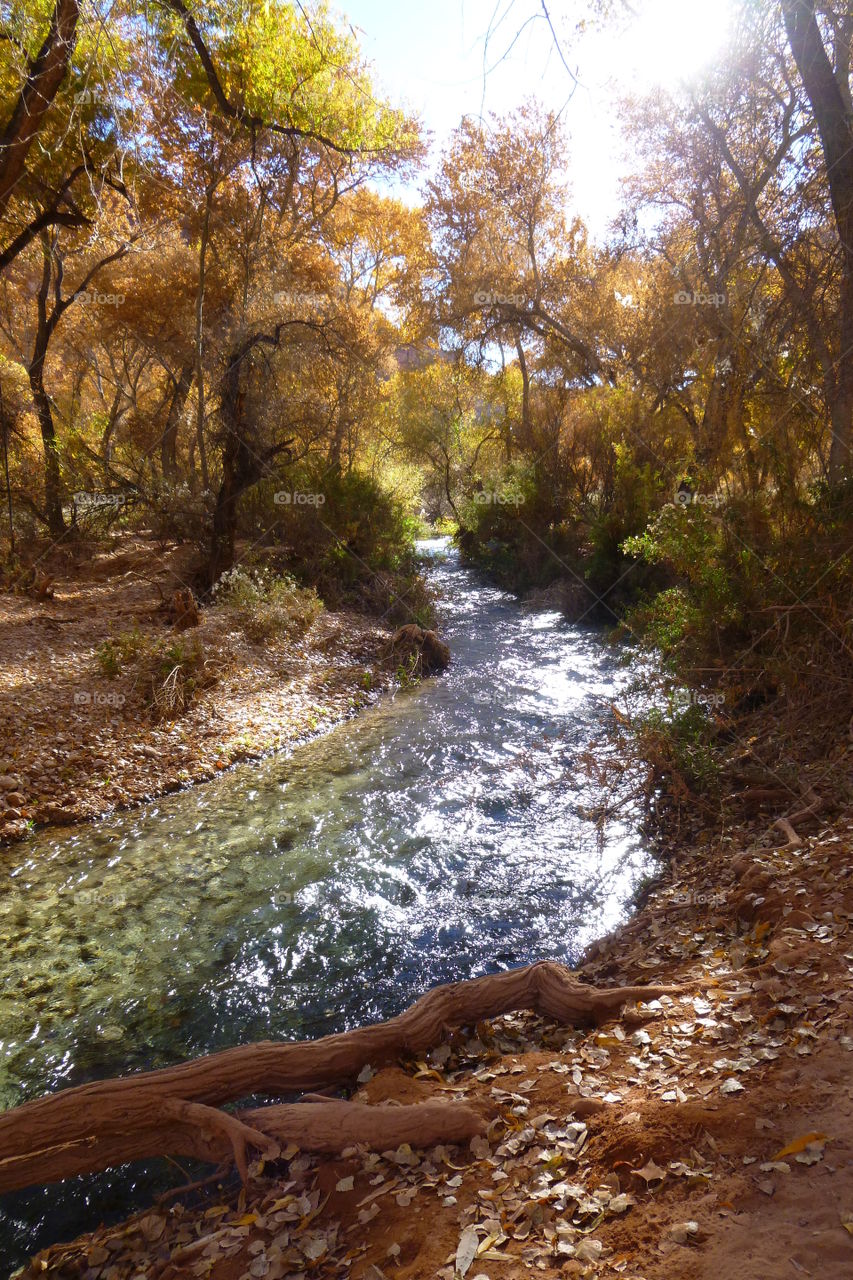 The Colorado River runs through the Grand Canyon and meets fall colors in the cooler months
