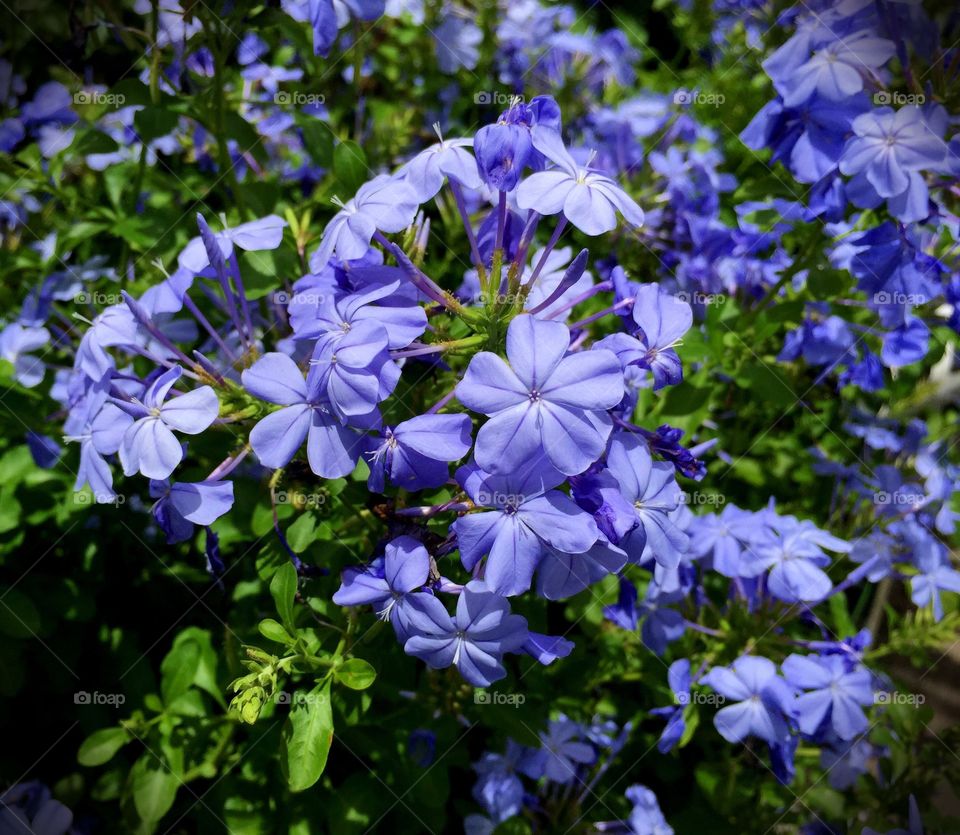 Close-up of blue flowers