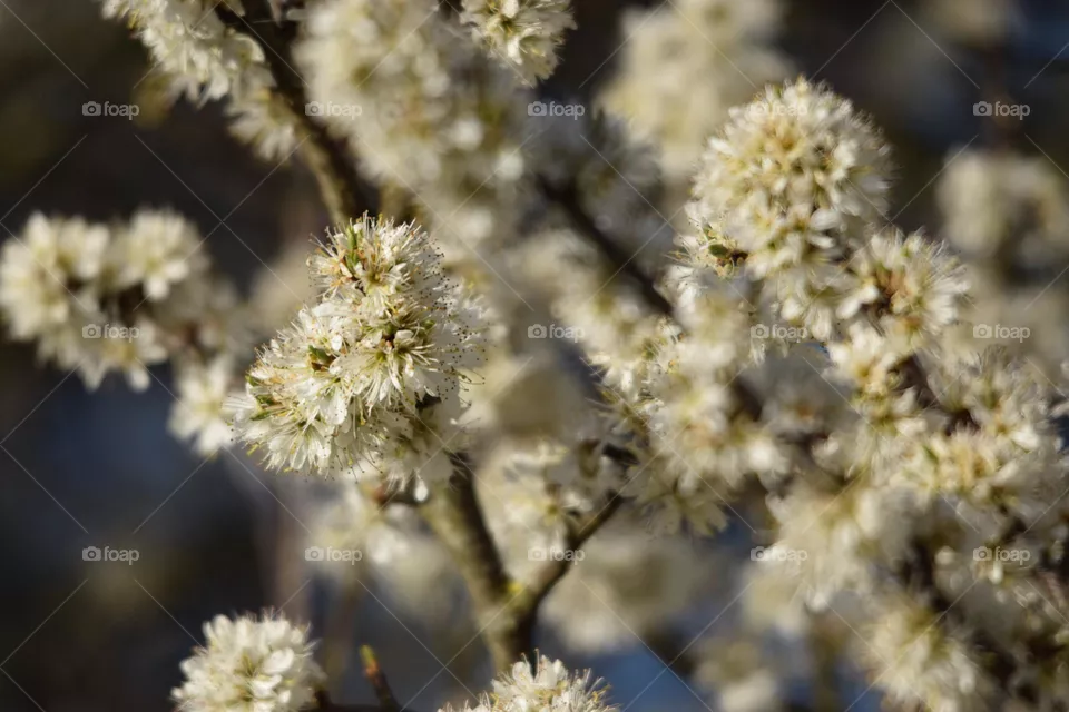 Springtime coming