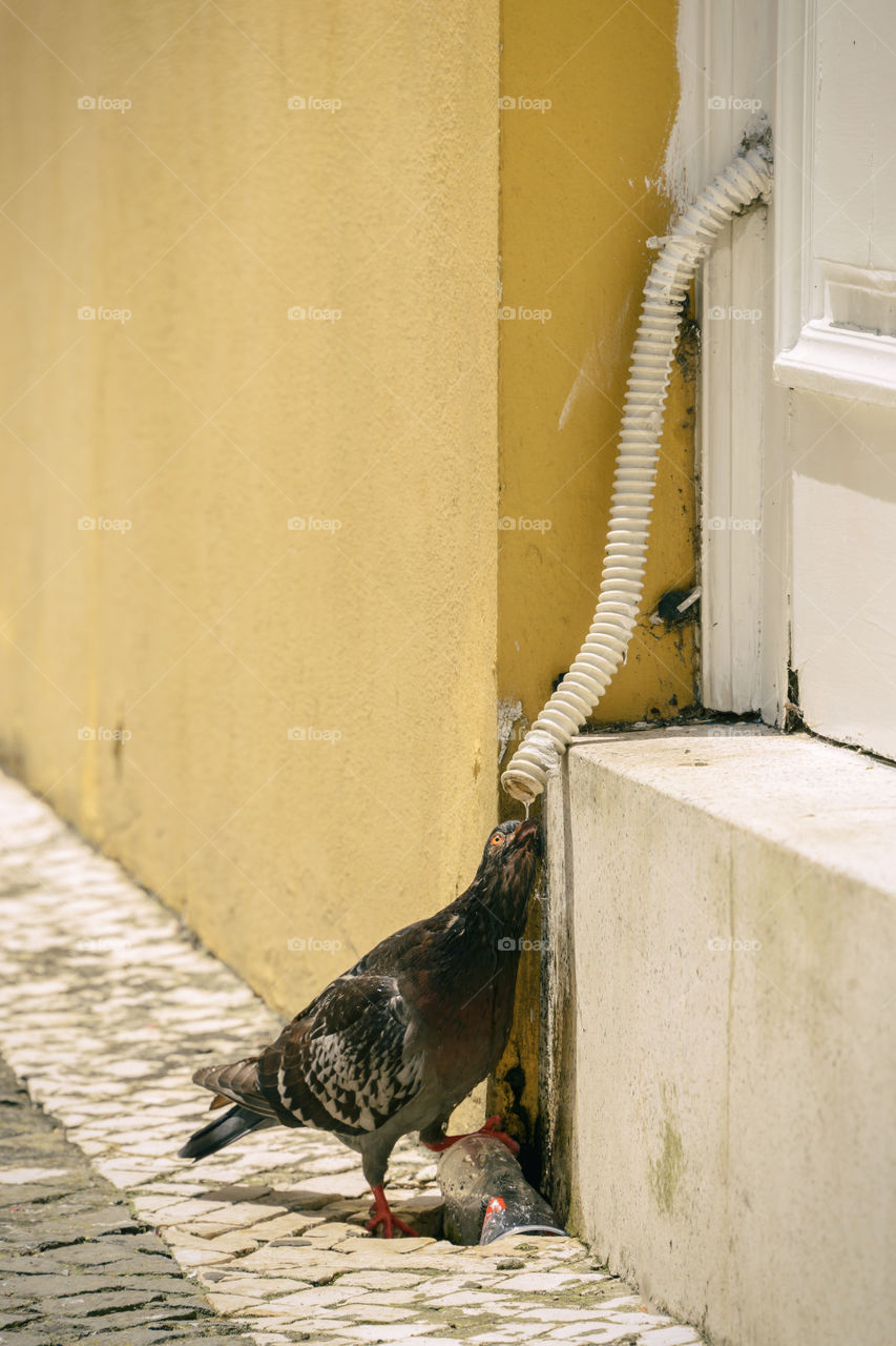 Thirsty pigeon drinking water