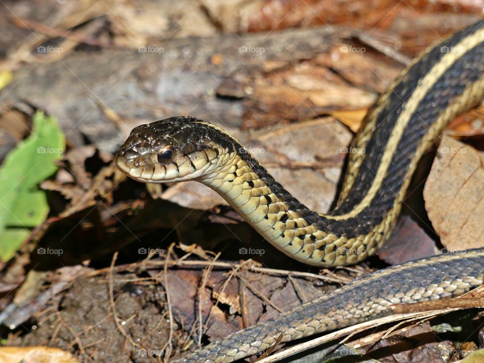 Moments freezed in photos. Captured a Garder snake is captured motionless after slithering along a leafy path to sun. A moment in time that you want to freeze for a lifetime