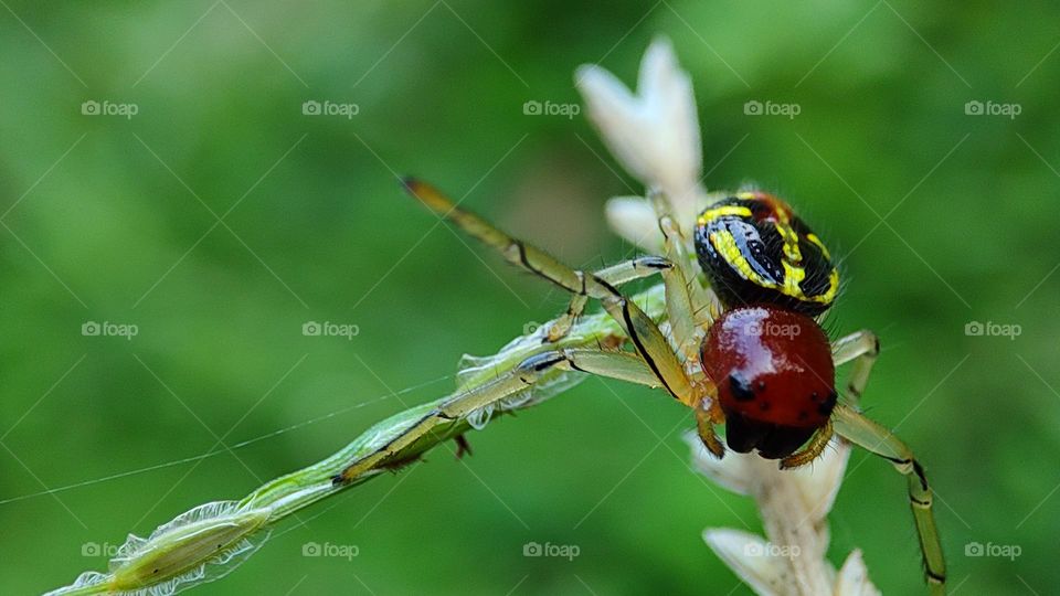 Hitting spider, Angry spider raising his hands, angry spider raising his legs, angry, emotional spider, little angry spider