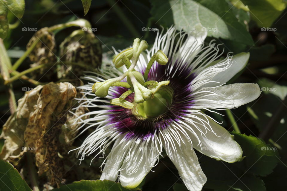 Granadilla flower