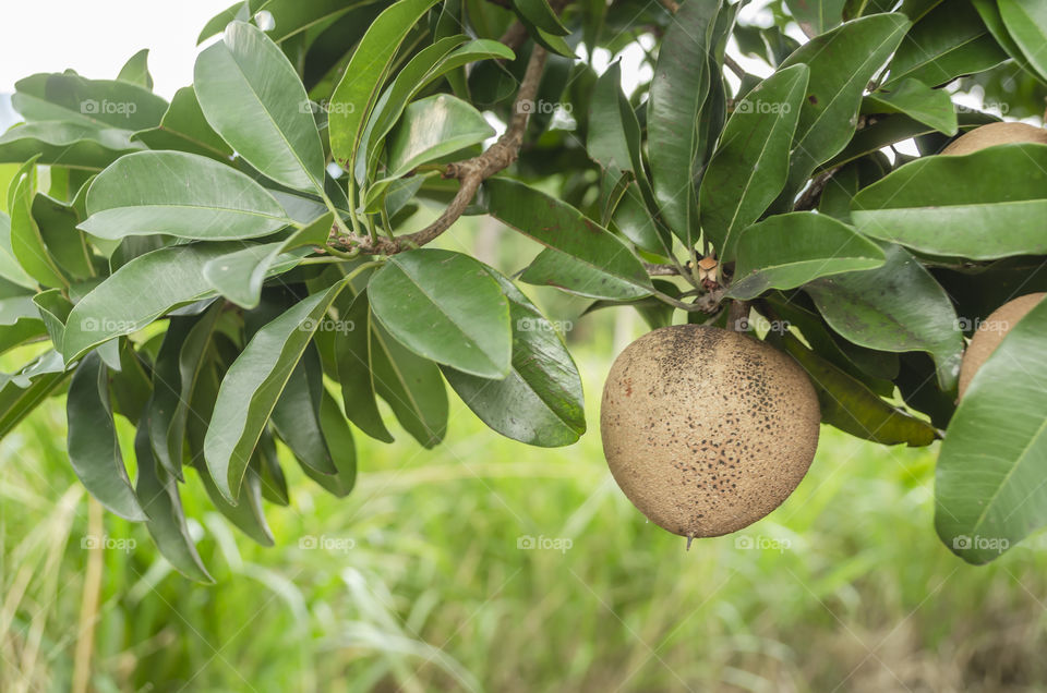 Sapodilla Evergreen Leaves And Brown Fruit