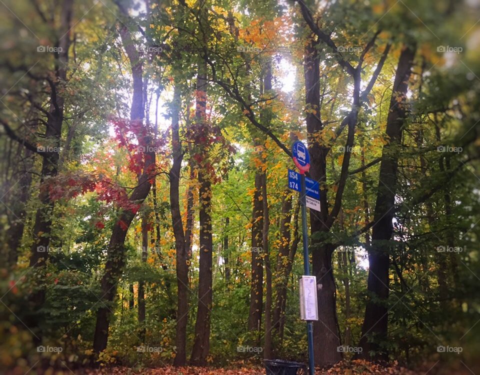 Bus stop in the woods