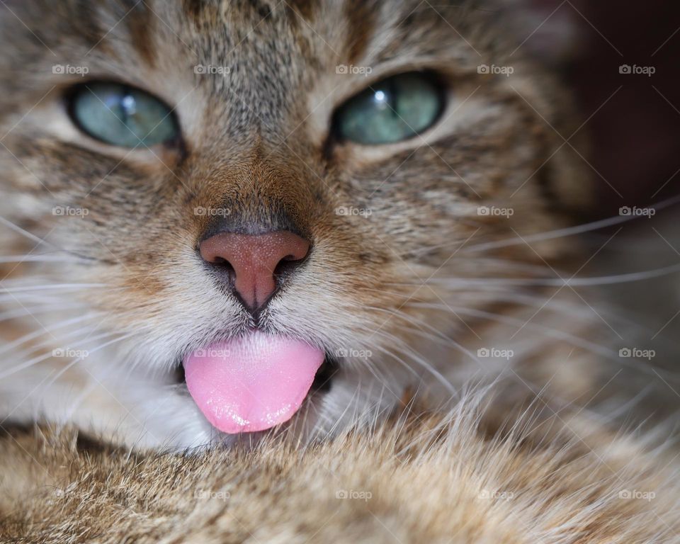 Cat sticking out tongue