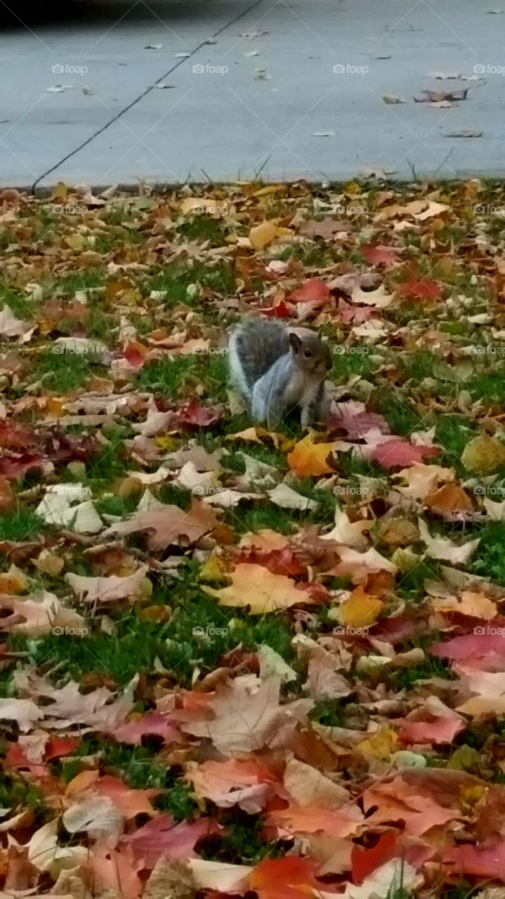 squirrel
