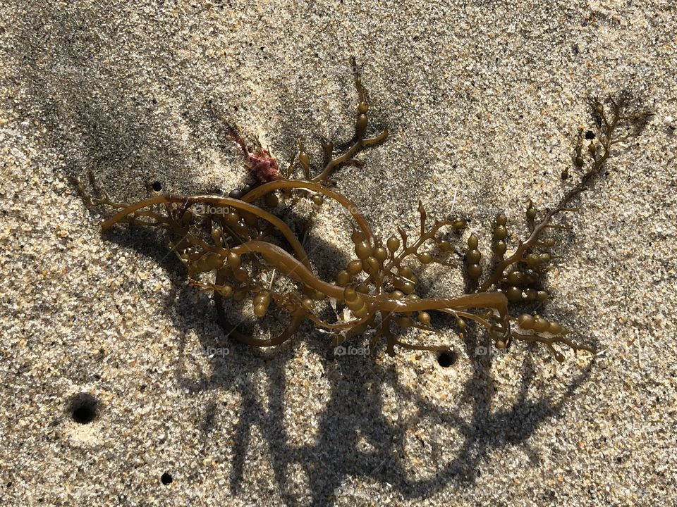Seaweed