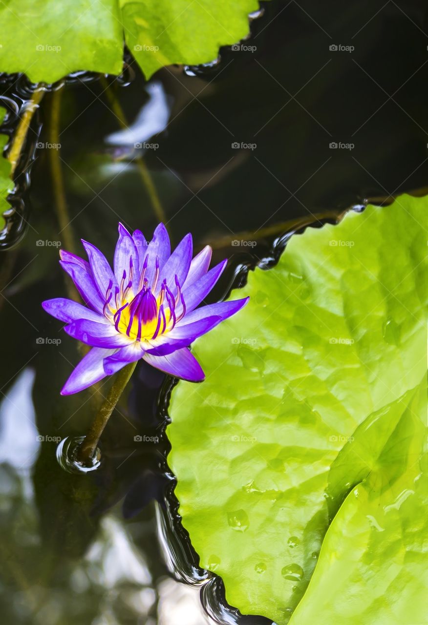 Magenta lotus