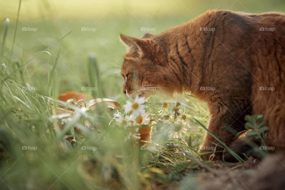 Somali cat outdoor at spring sunny day