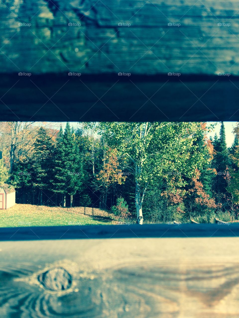 Yard view framed by wood