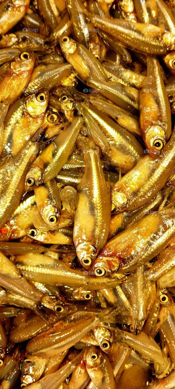 Amblypharyngodon mola, commonly known as Mola Carplet or Pale Carplet.