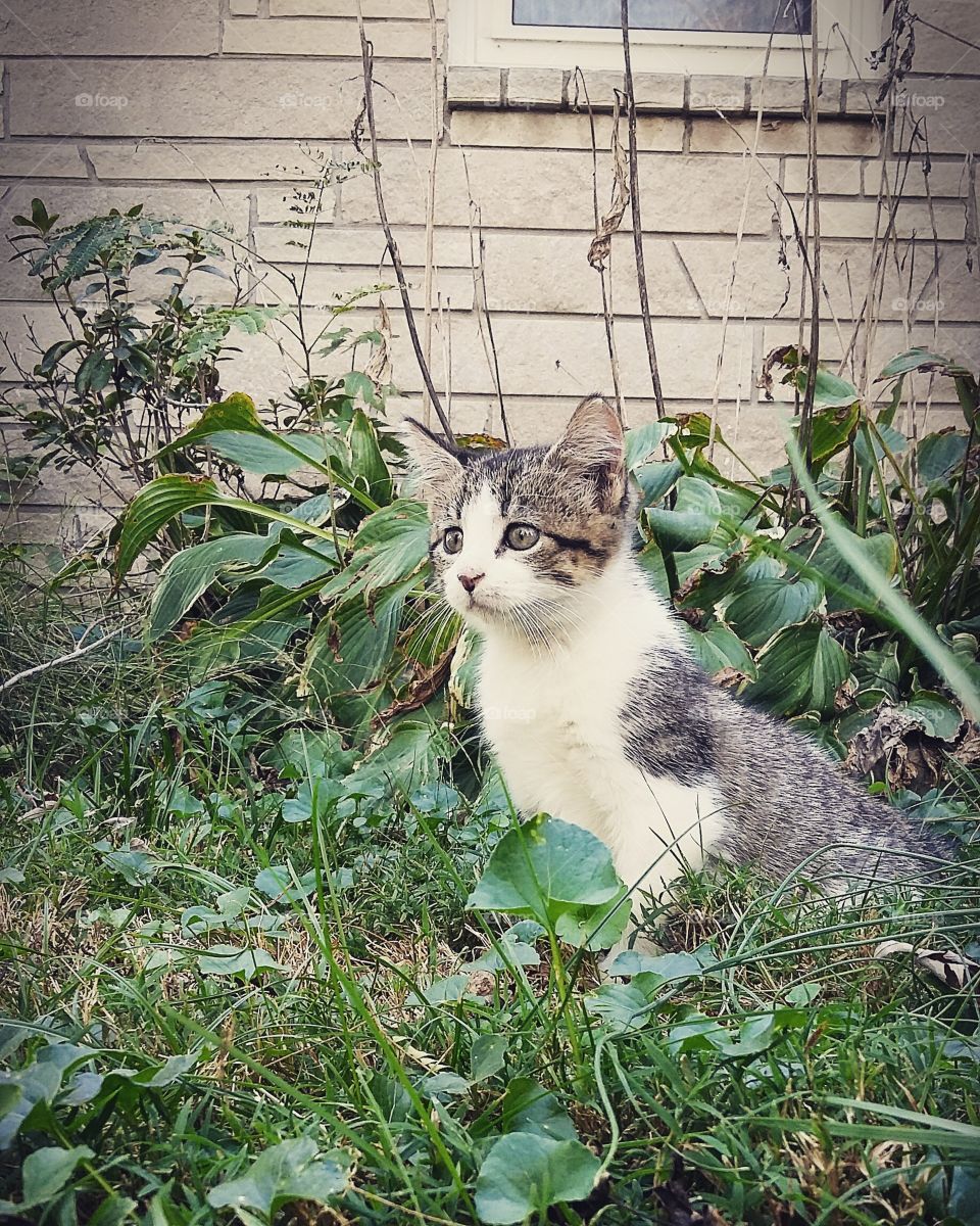 A cute kitten by a garden.