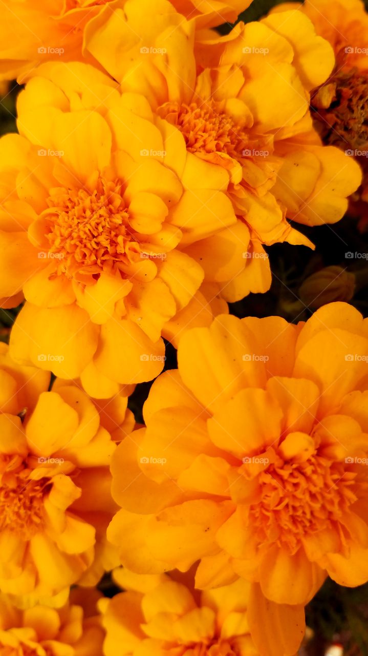 Fall marigolds with golden hour sun.