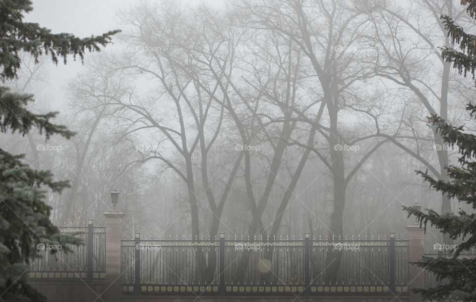 park, trees in the fog behind the fence