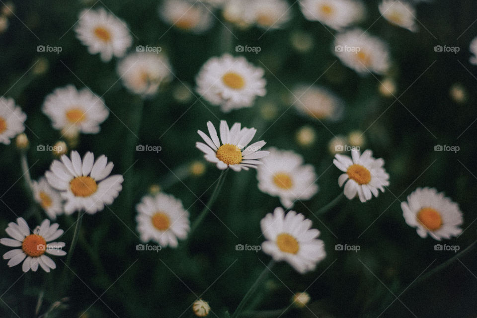 background image of daisies in the grass.  green with white