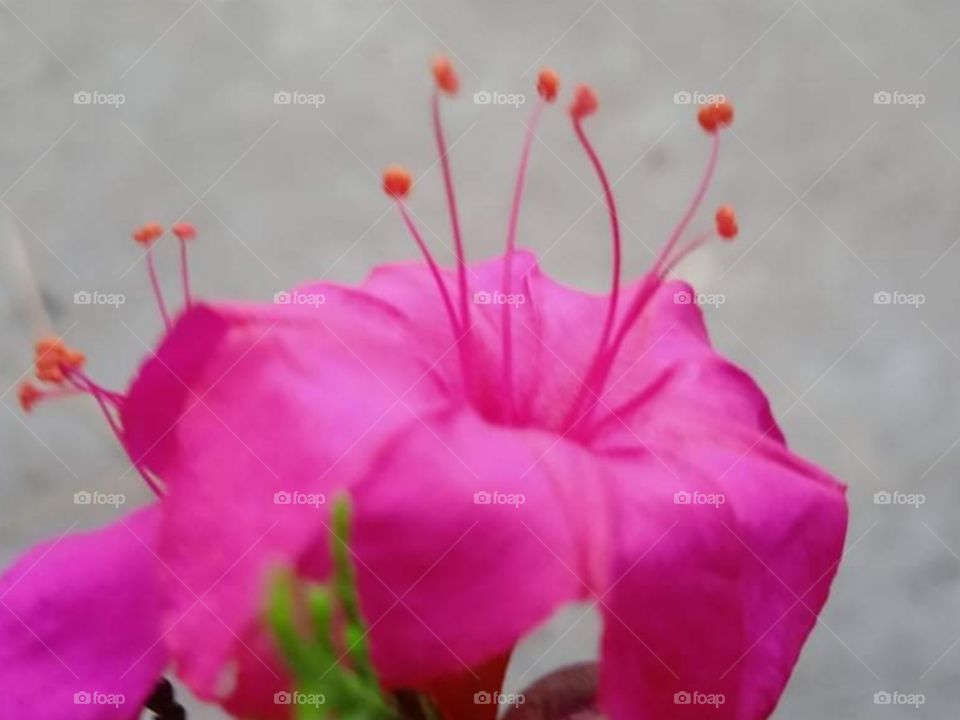 Pink flower