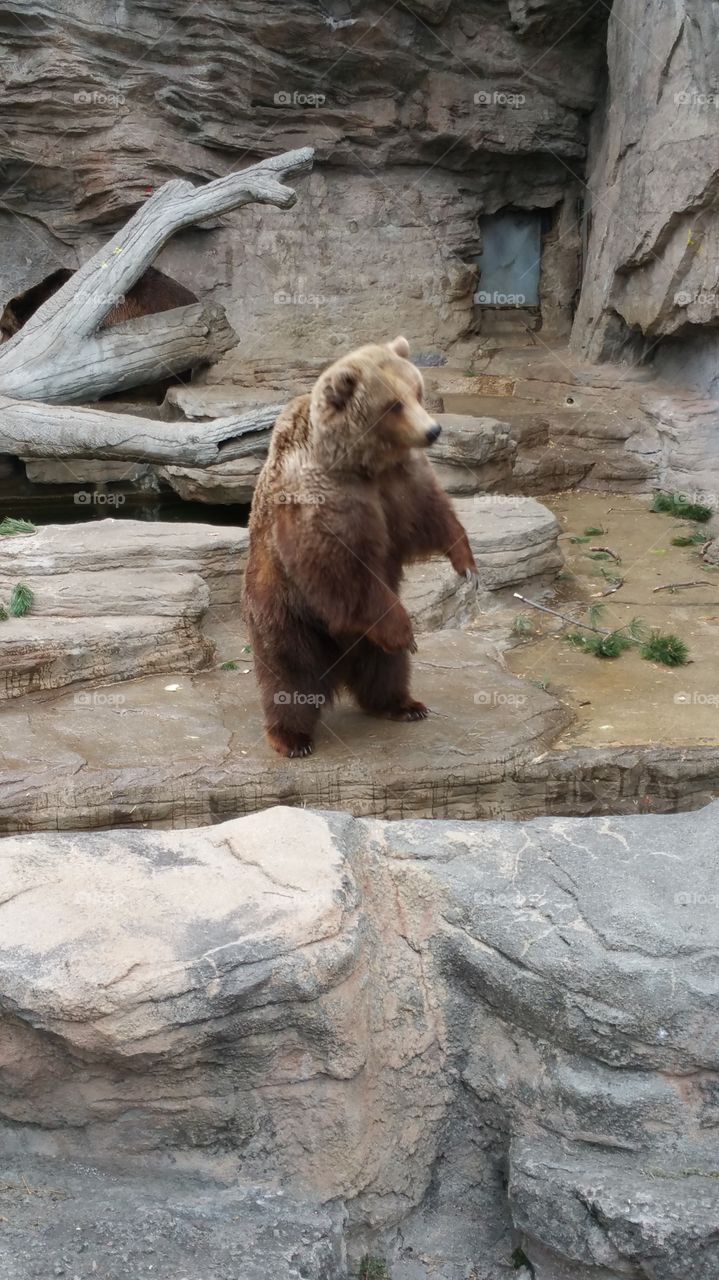 Bear standing tall