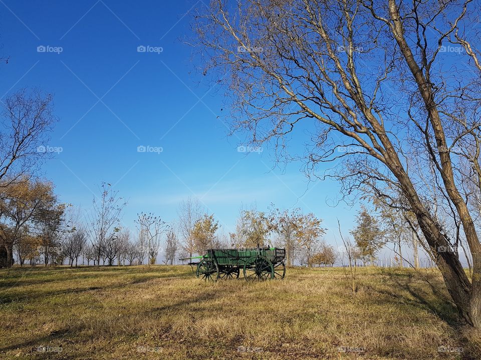 Tree, Landscape, No Person, Countryside, Rural