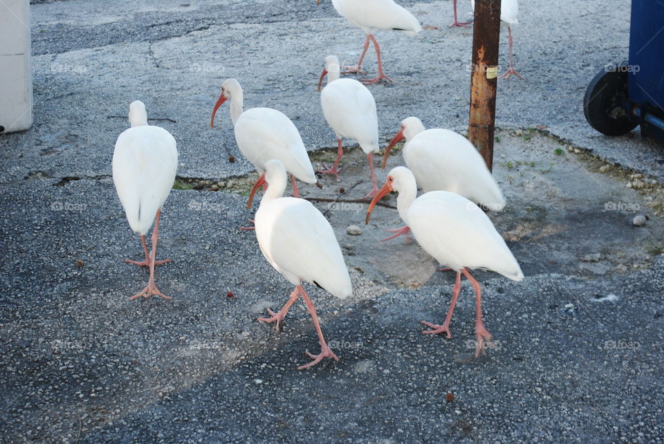 A group of herons walking by the beach in Key West, Florida