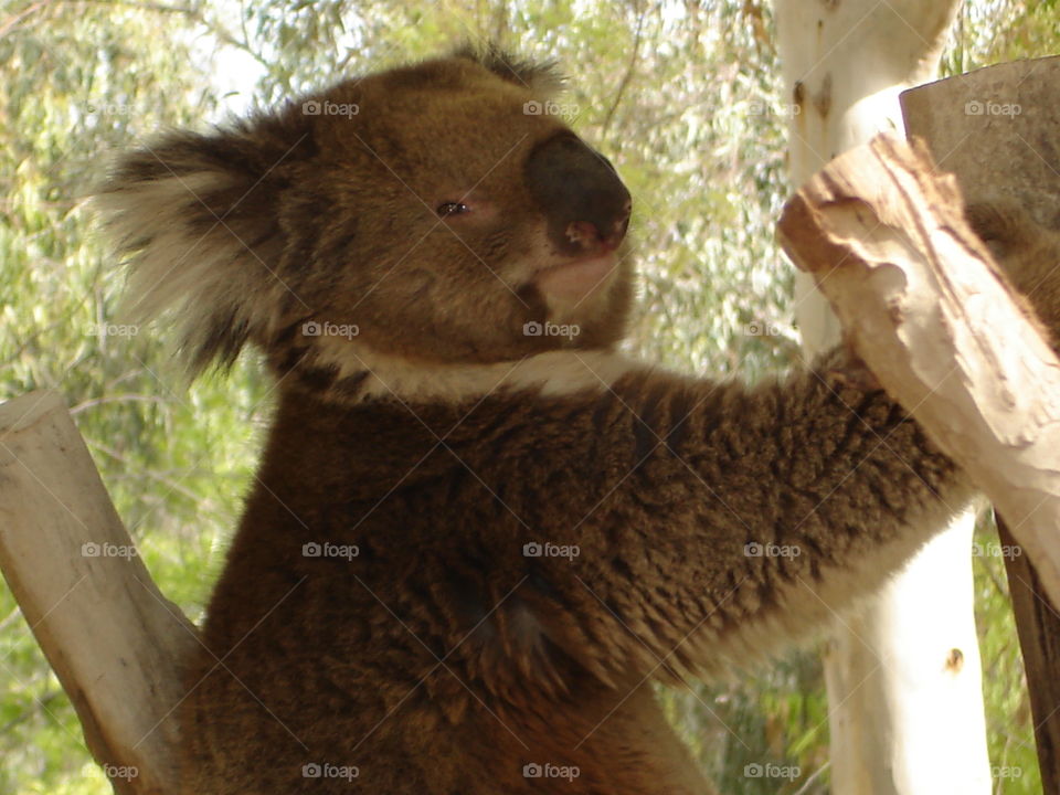 Koala Being Awake