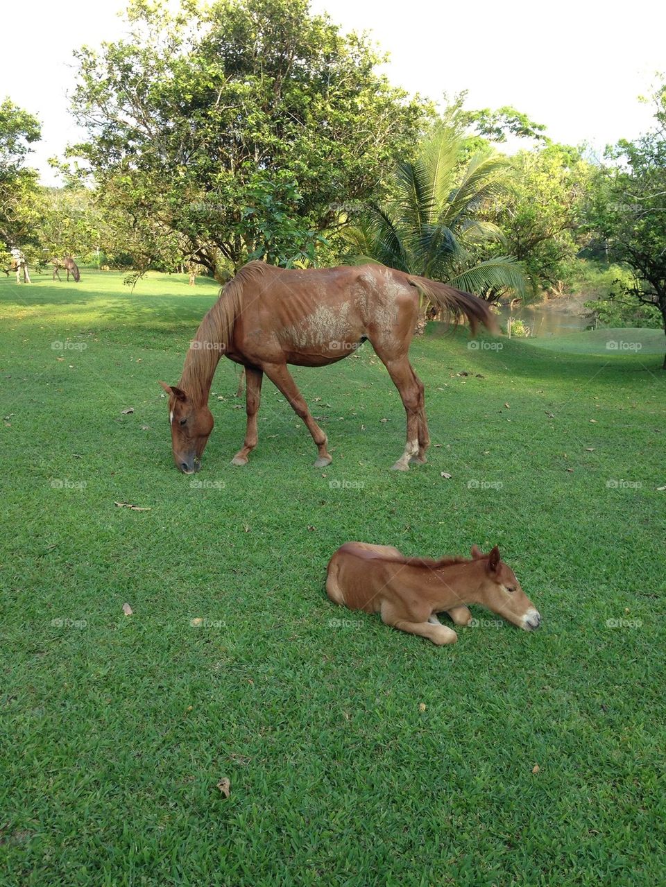 Horse mom and baby