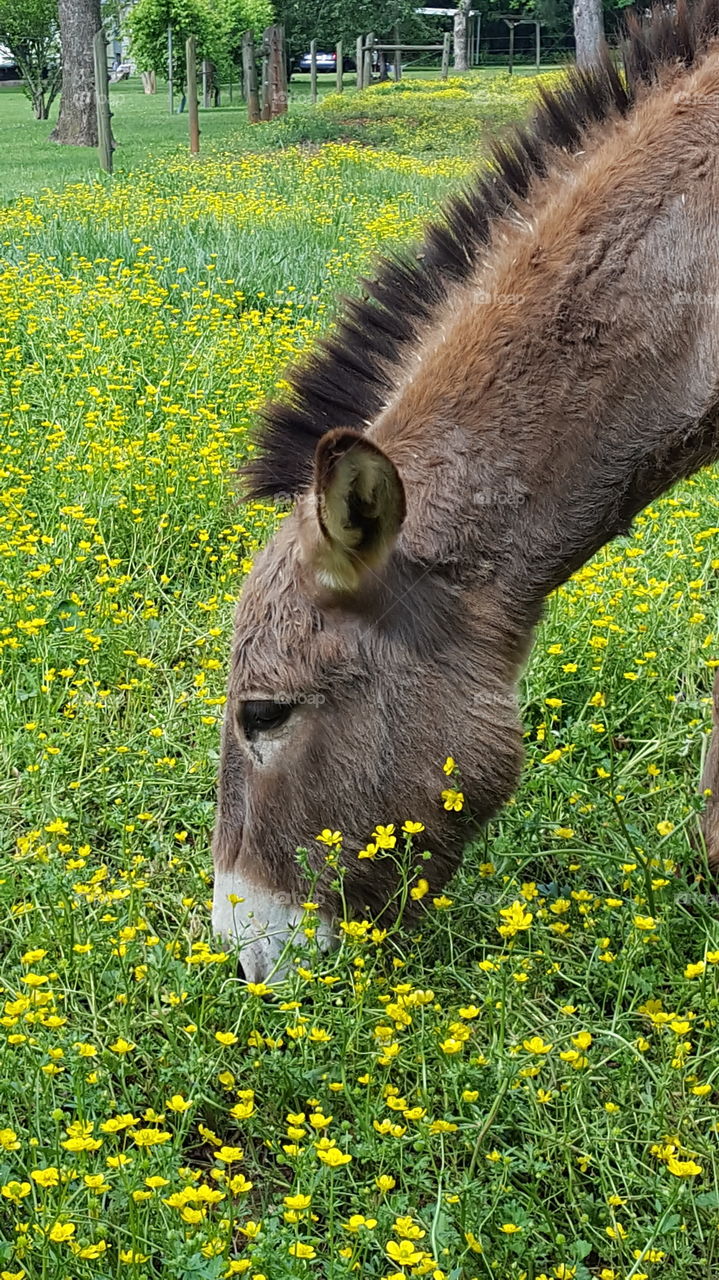 Donkey grazing on grass