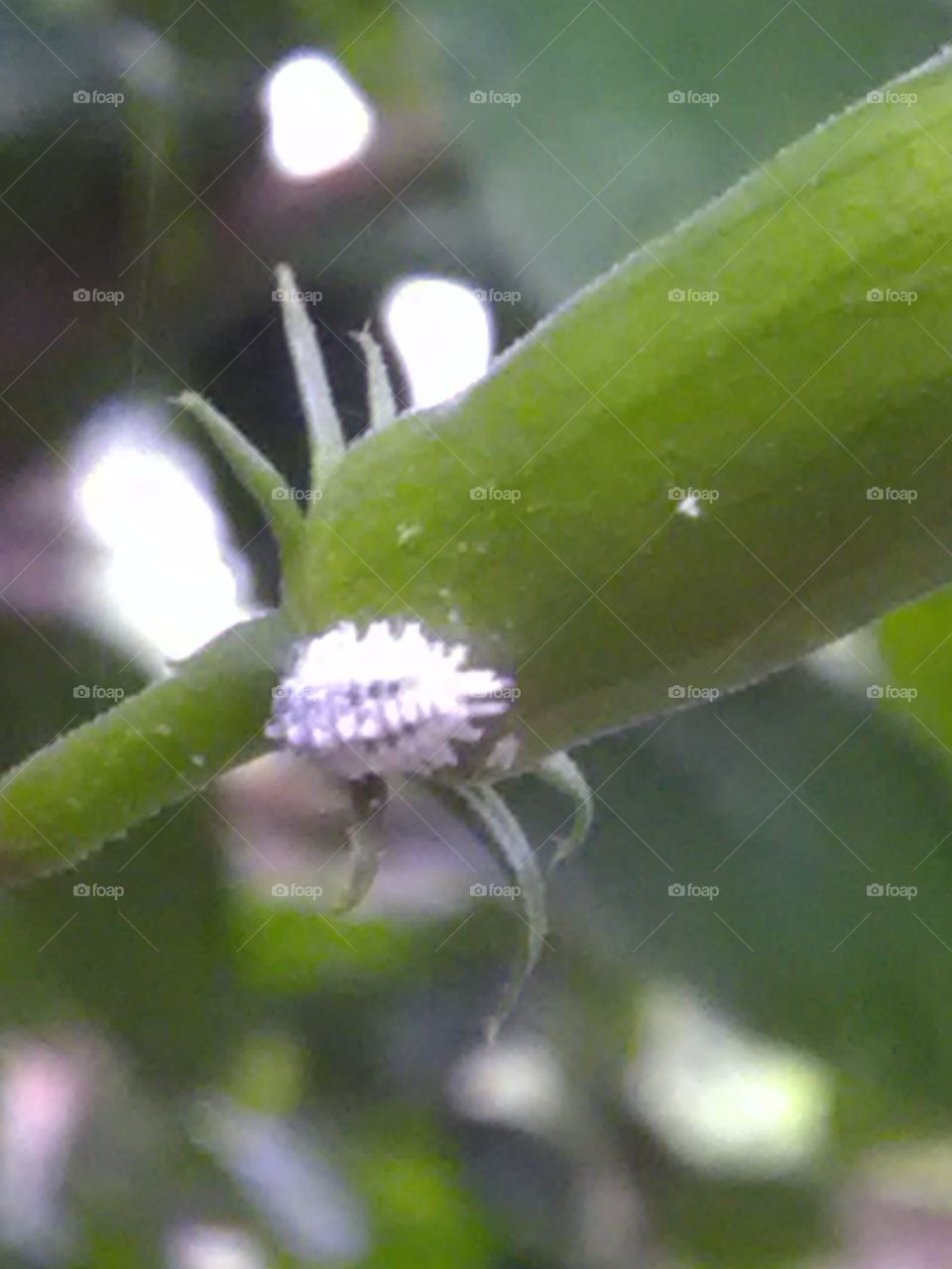 This is a very small white insects on the flowers.