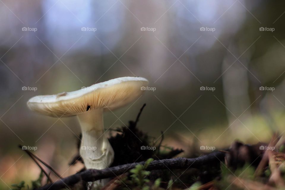 A white mushroom with slats stands in a forest clearing between branches and plants with a blue bokeh background 