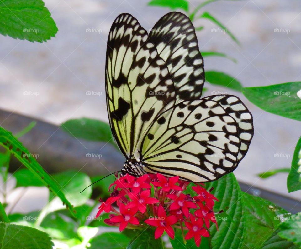 The Butterfly & His Flower
