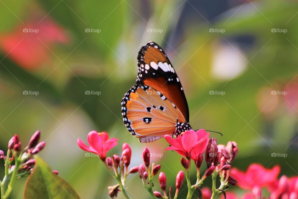 African monarch butterfly
Beautiful African monarch butterfly in garden.  Green colour background made it looks attractive