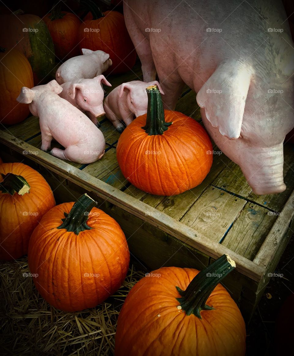 Pigs and pumpkin 