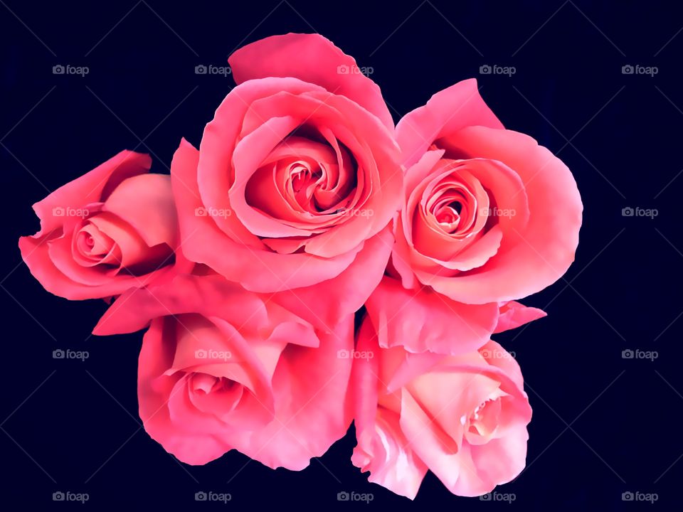 Pink roses
