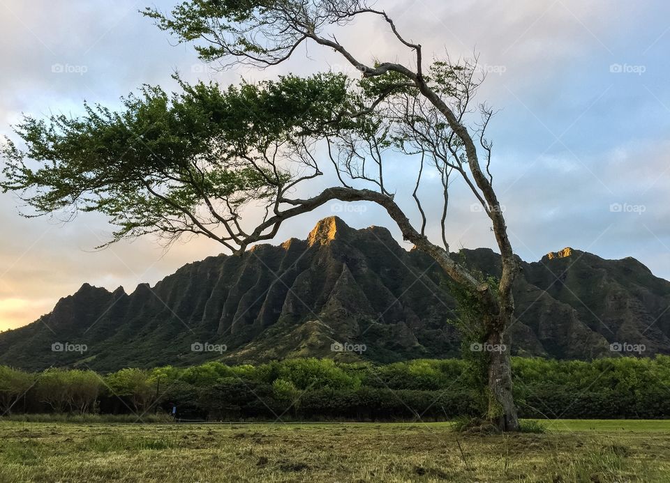 Kualoa ranch mountains with tree
