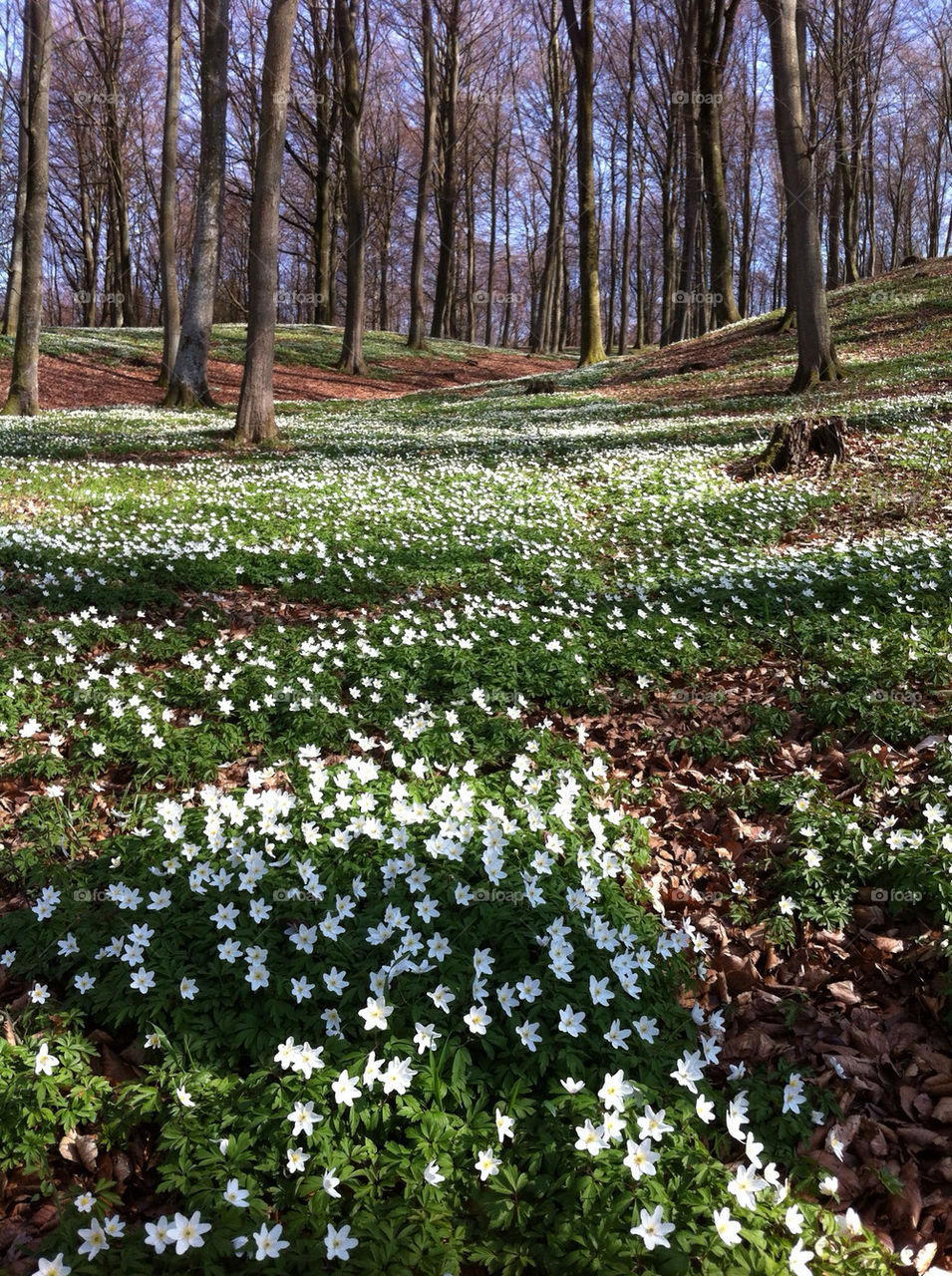 Beech forest with flowering wood anemone