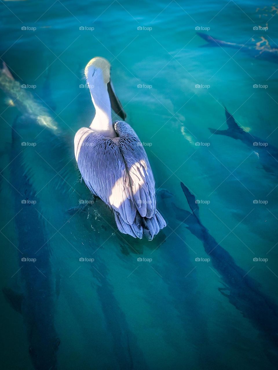 A pelican swimming above several large fish in the water