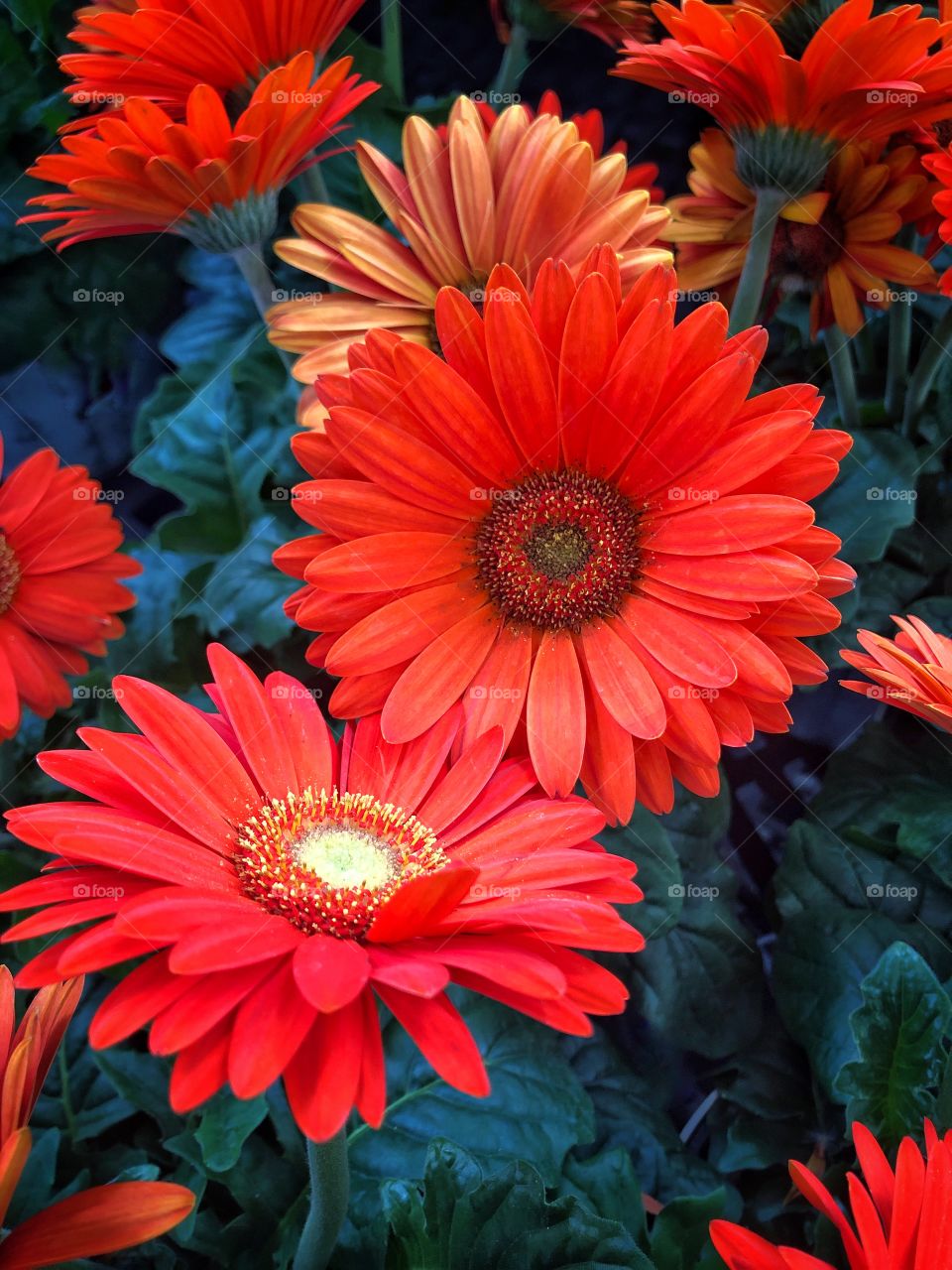 Orange flowers