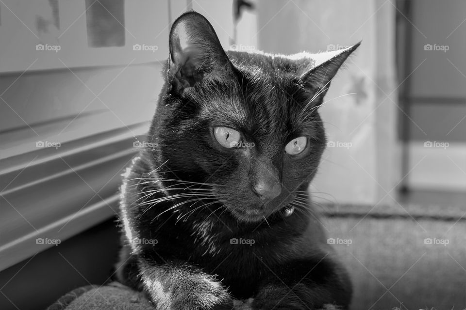 Cat staring at something?