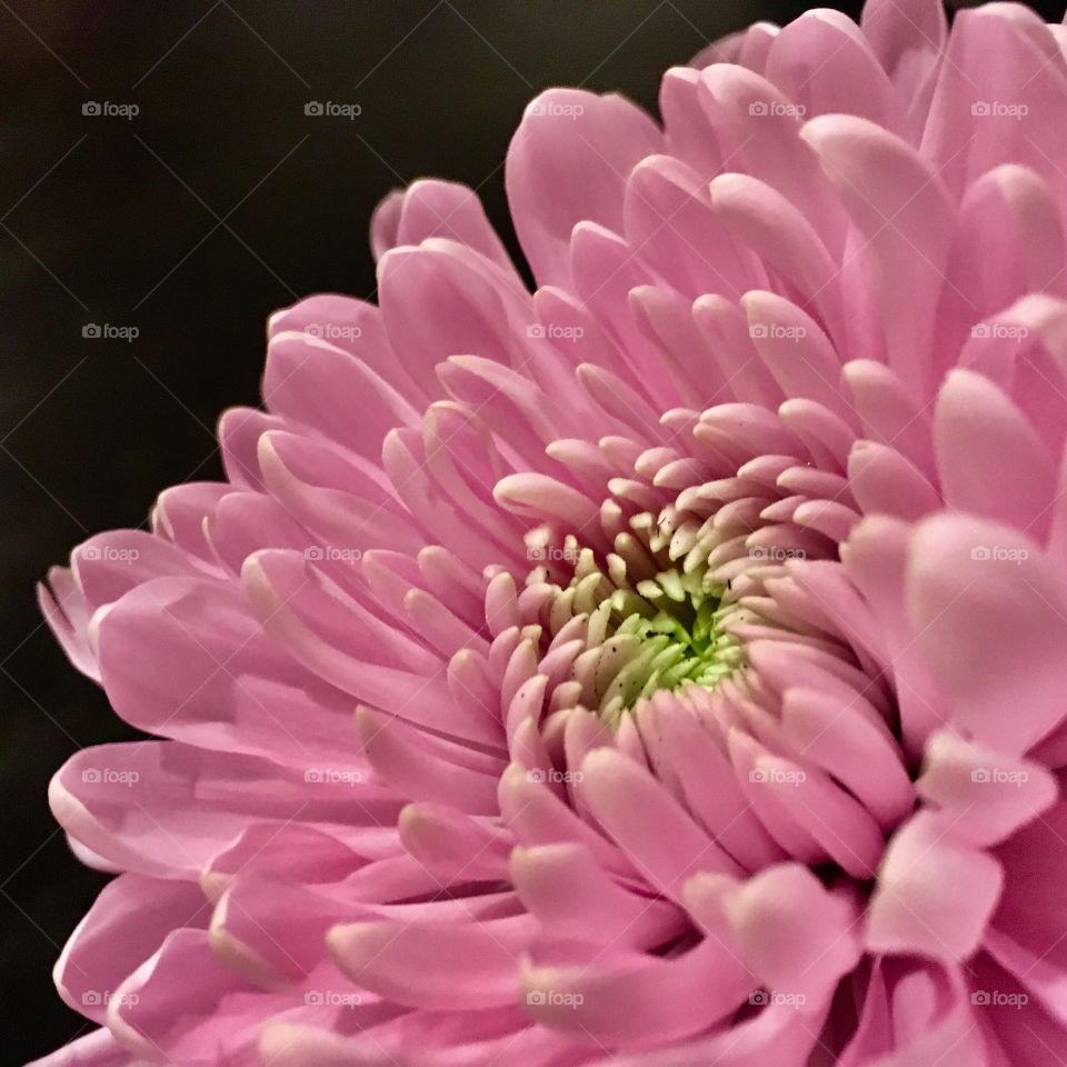 Pink flower 