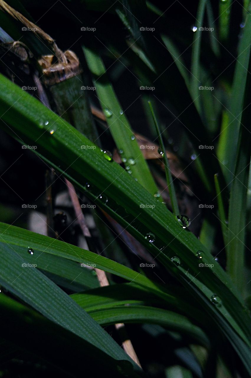 dew