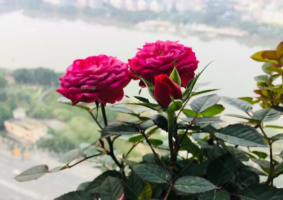 Nature, Flower, Leaf, Flora, Summer