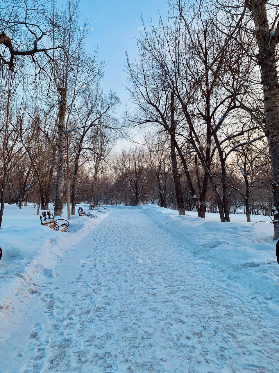 Tress in the winter along with snow 