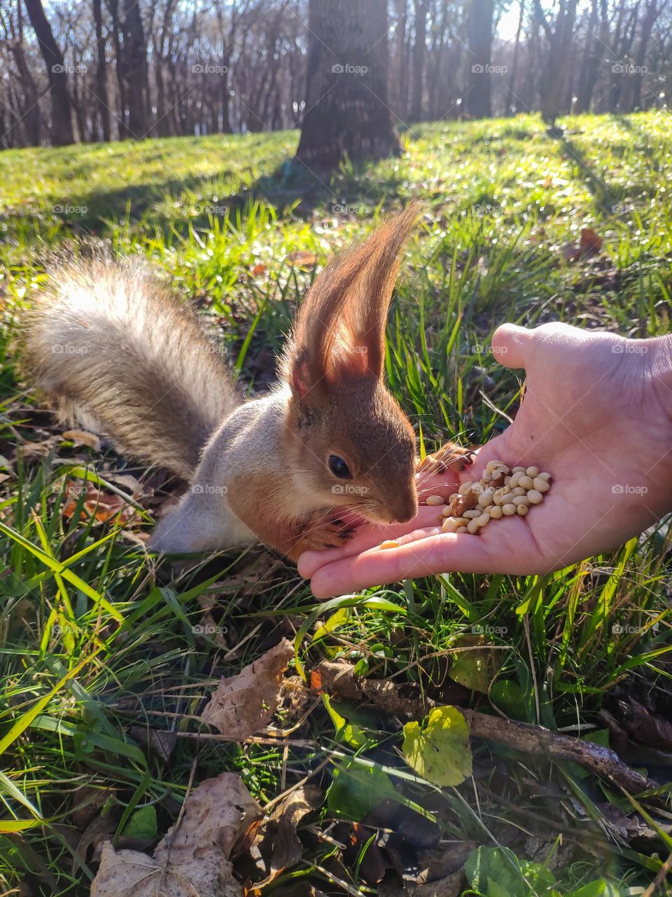 A squirrel in the forest eats nuts