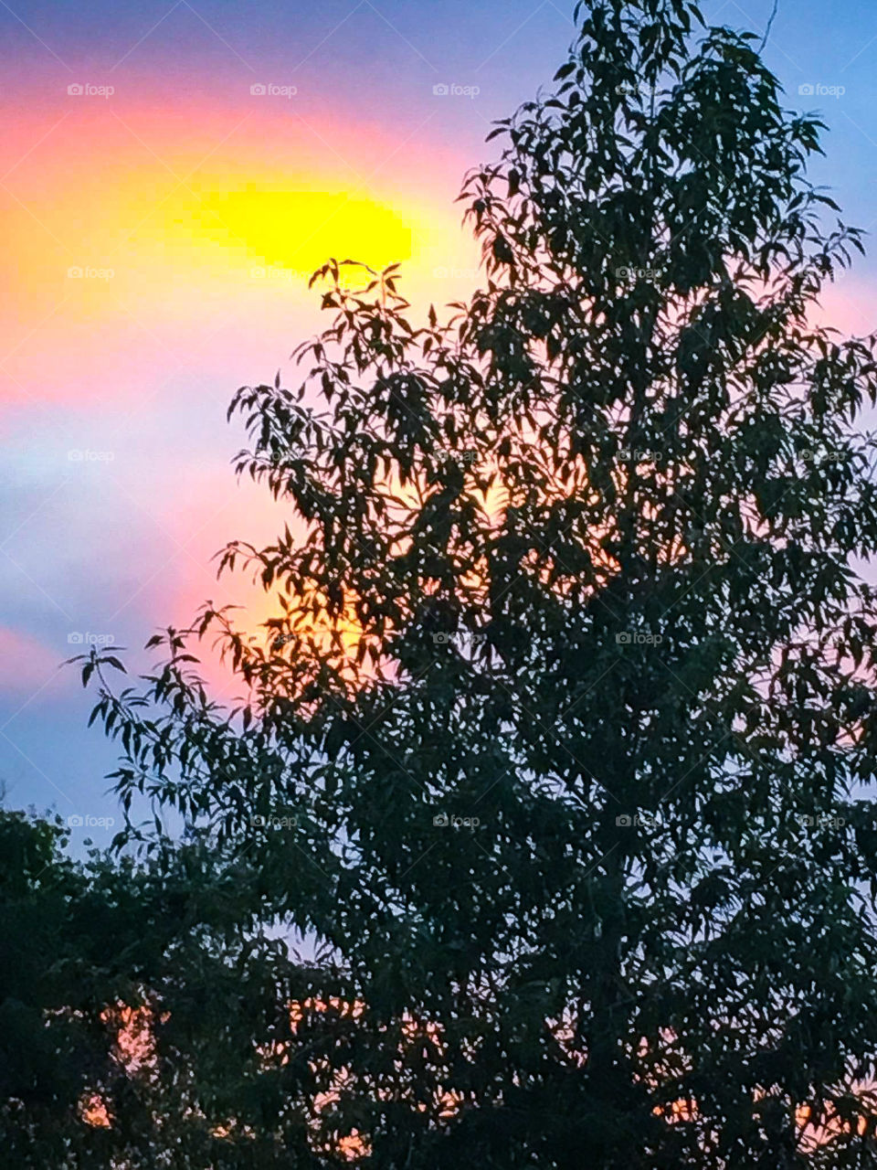 Sunset Through Tree