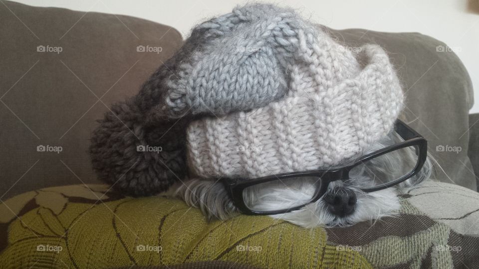 Dog using glasses in winter hat