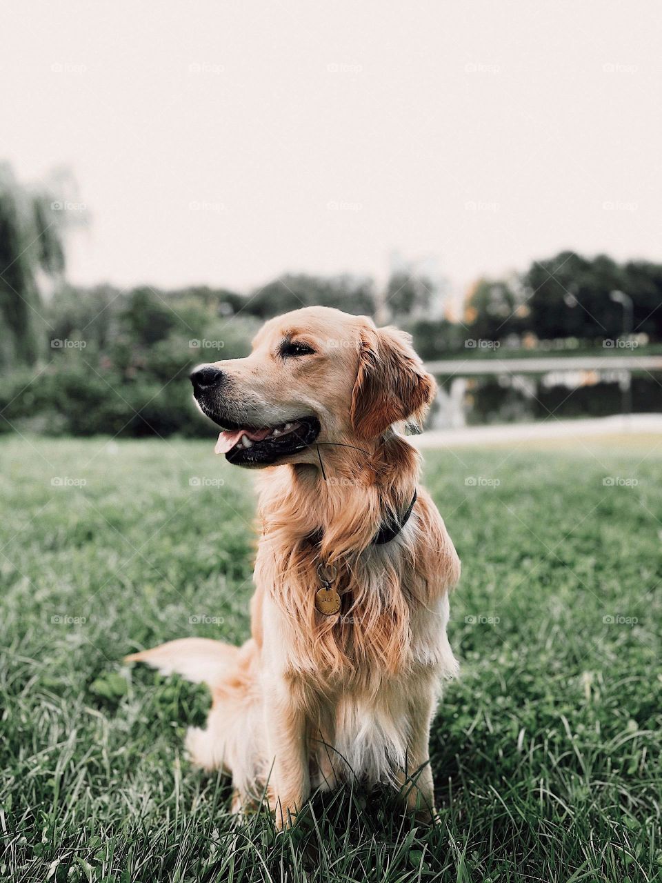 Dogs, often hailed as humans’ best friends, have been the topic of many scientific studies looking into how they might boost our well-being. In this Spotlight, we’ll explain how your friendly pup can benefit your health across the board.