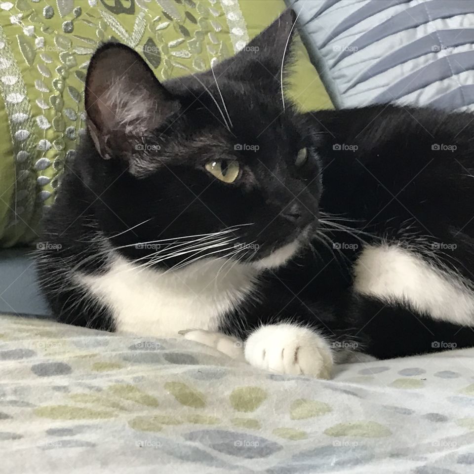 Pretty kitty looking to her left