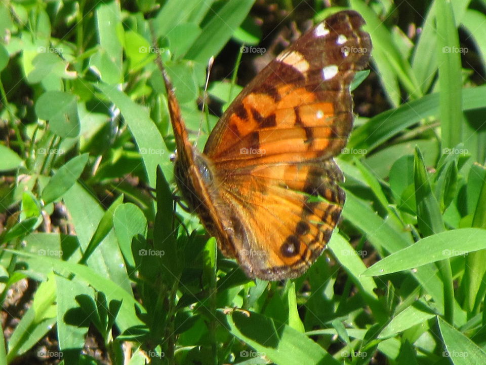 butterflies