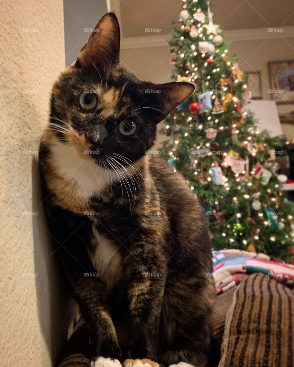Christmas tree, up, and an Itty Bit posing in front of it! Love our silly Itty Bit and her shenanigans! 